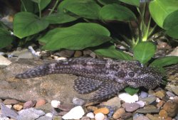 From the article The identity of the common bristlenose